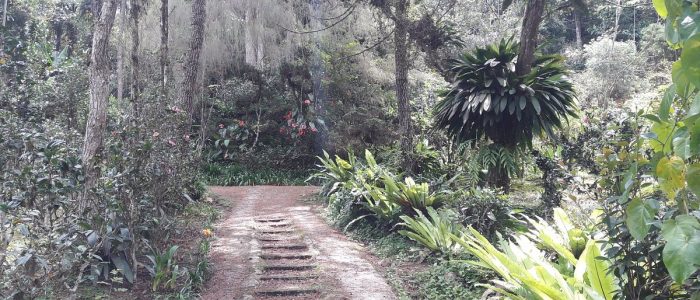 Keindahan Taman Camellia Tan: Foto Pemandangan Bunga Camellia di Malaysia